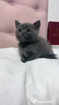 Puiuți British Shorthair 