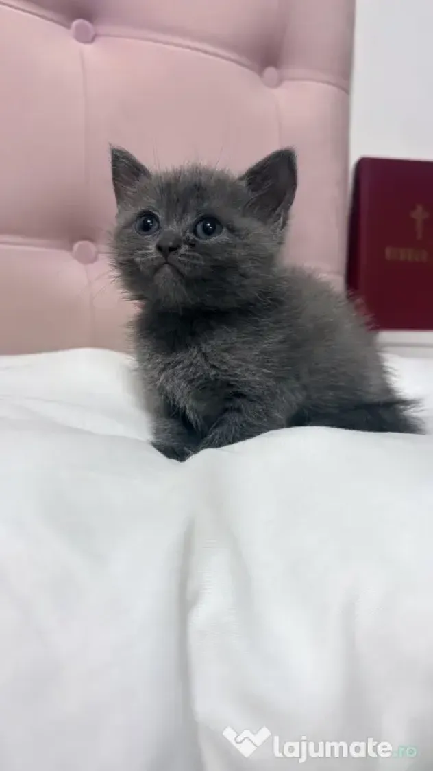Puiuți British Shorthair