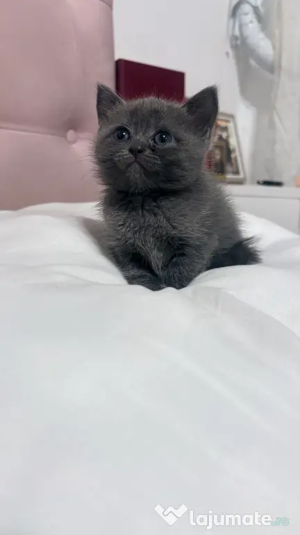 Puiuți British Shorthair