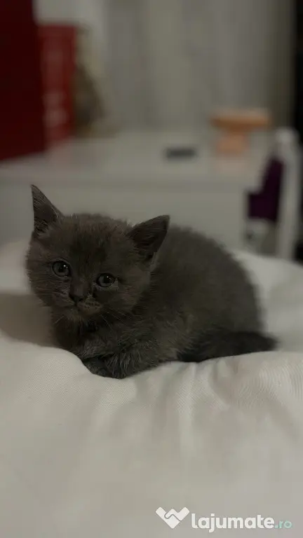 Puiuți British Shorthair