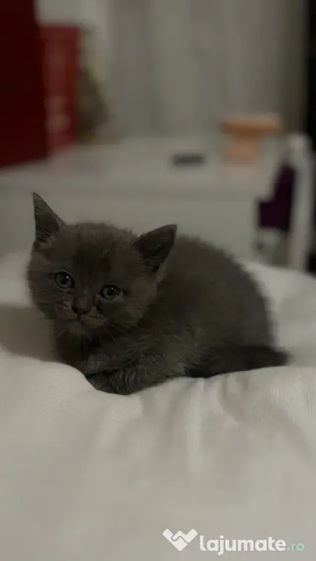 Puiuți British Shorthair