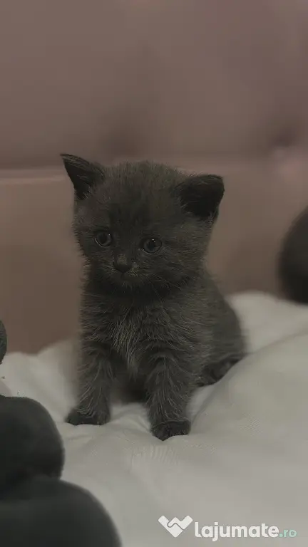 Puiuți British Shorthair
