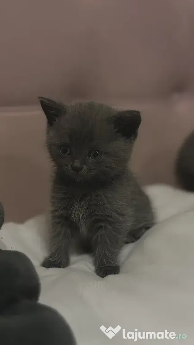 Puiuți British Shorthair