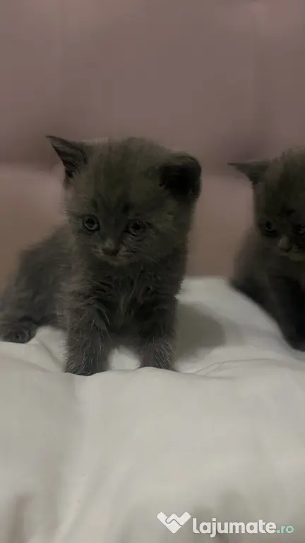 Puiuți British Shorthair