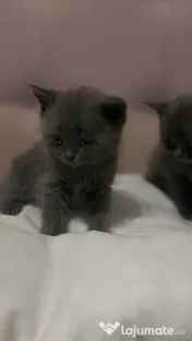Puiuți British Shorthair 