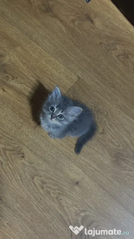 Puiuți British Shorthair