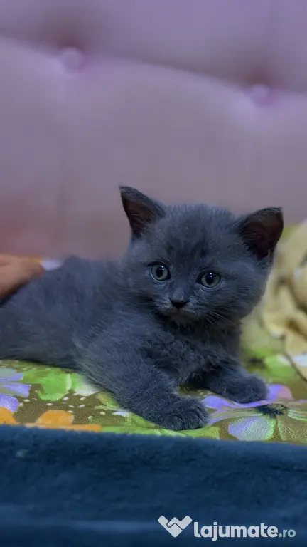Puiuți British Shorthair