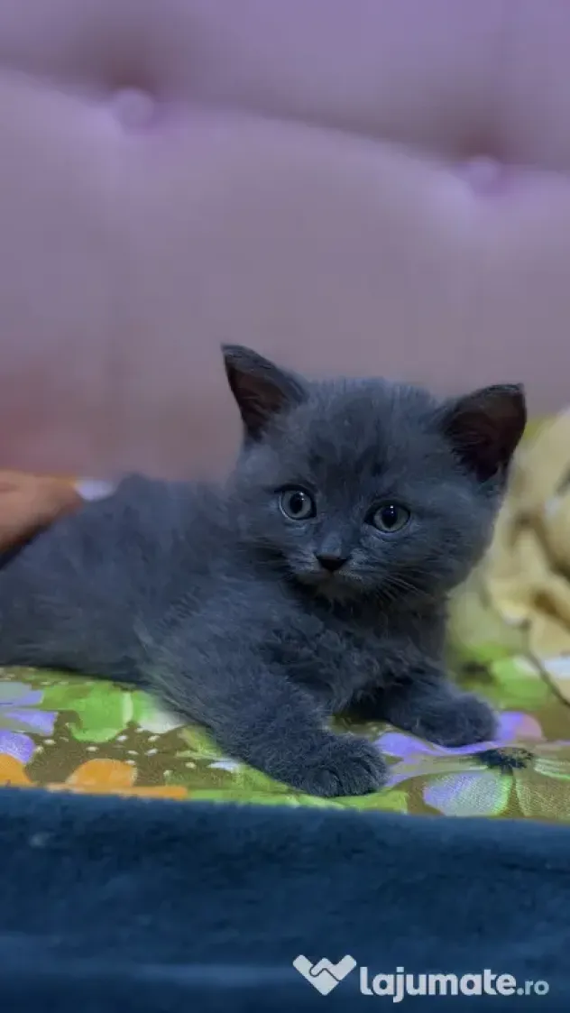 Puiuți British Shorthair