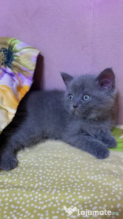 Puiuți British Shorthair