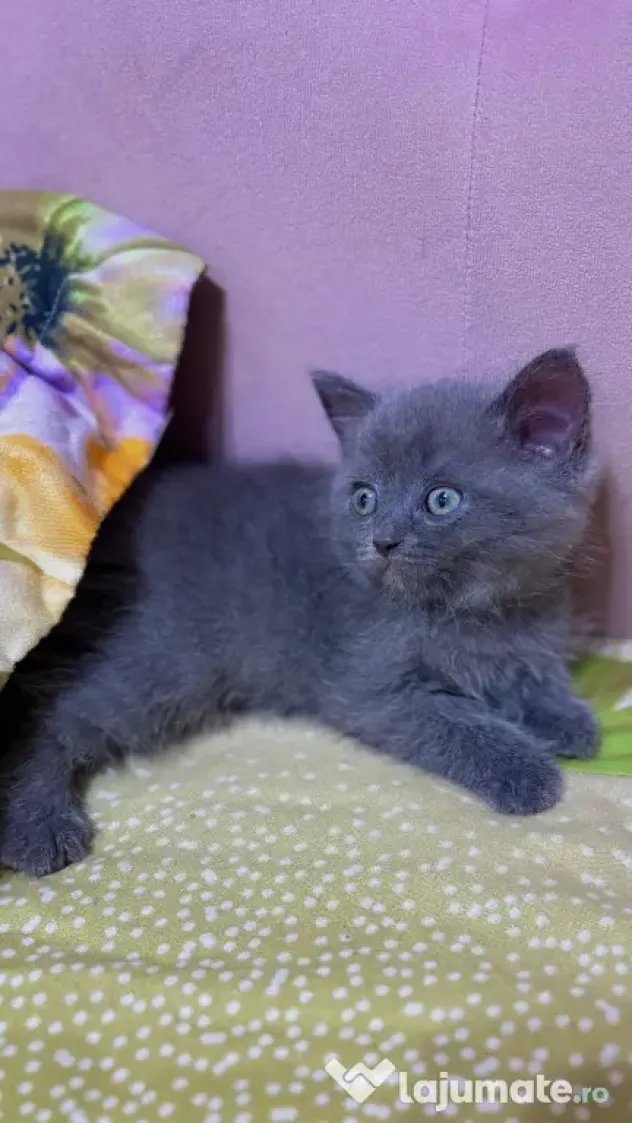 Puiuți British Shorthair