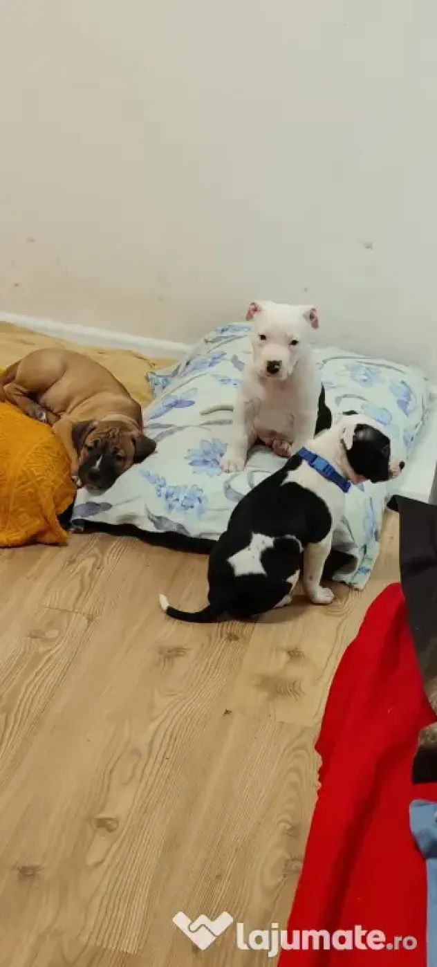 Căței Amstaff, 2 luni