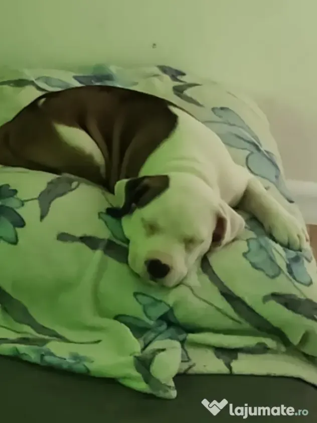 Căței Amstaff, 2 luni