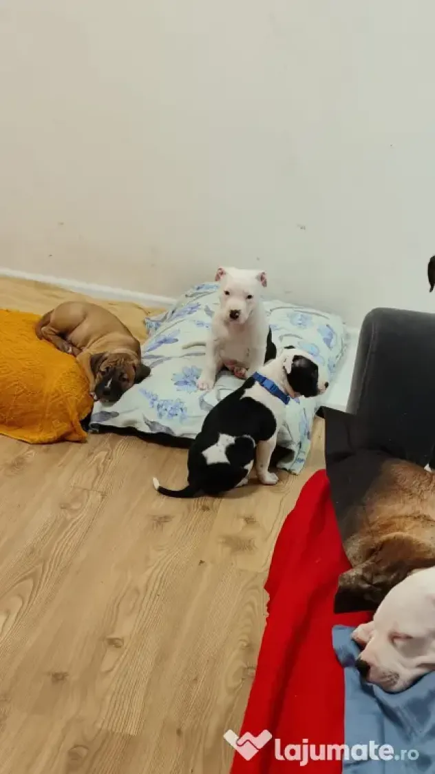 Căței Amstaff, 2 luni