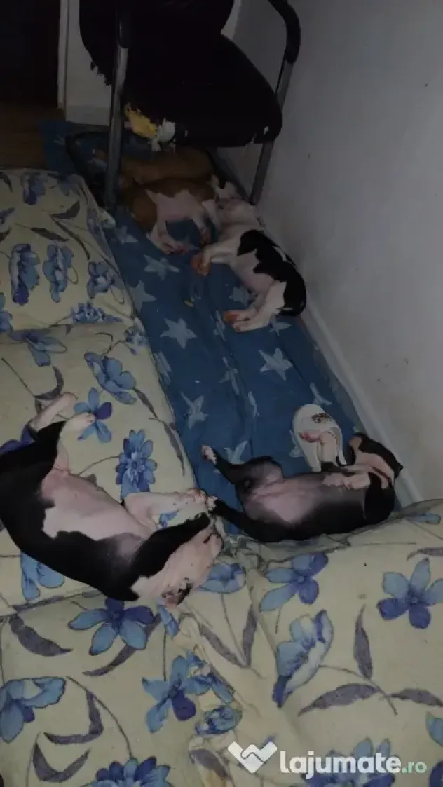 Căței Amstaff, 2 luni