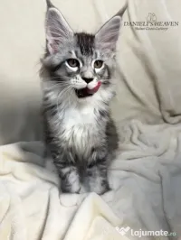 Maine Coon cu Pedigree 