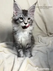 Maine Coon cu Pedigree