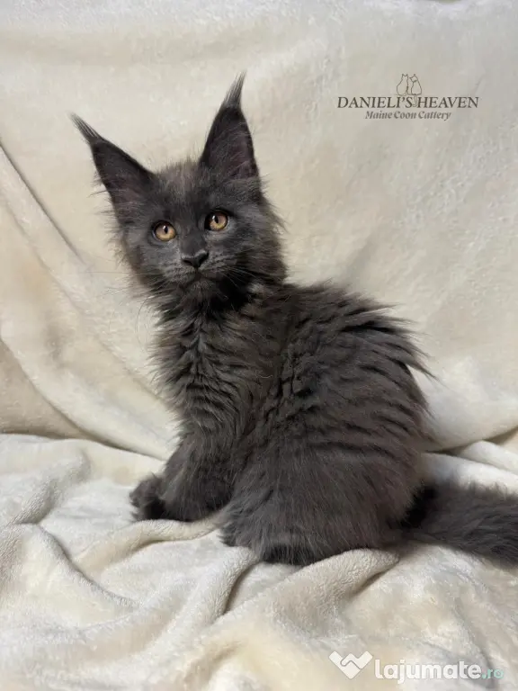 Maine Coon cu Pedigree