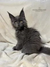 Maine Coon cu Pedigree 