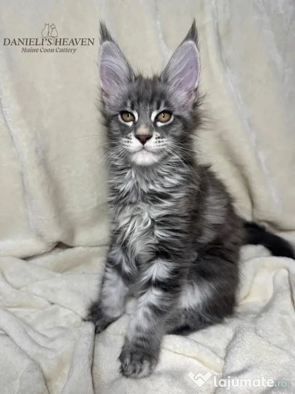 Maine Coon cu Pedigree
