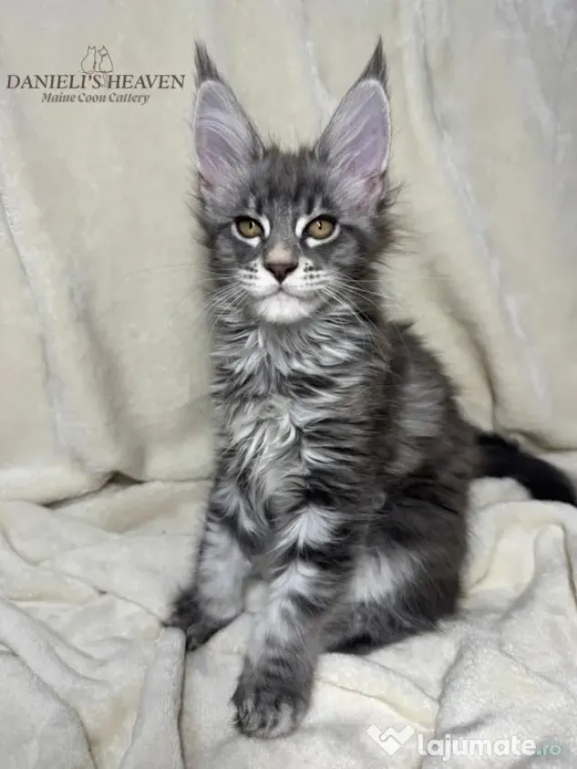 Maine Coon cu Pedigree