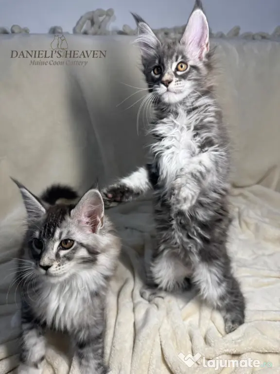 Maine Coon cu Pedigree