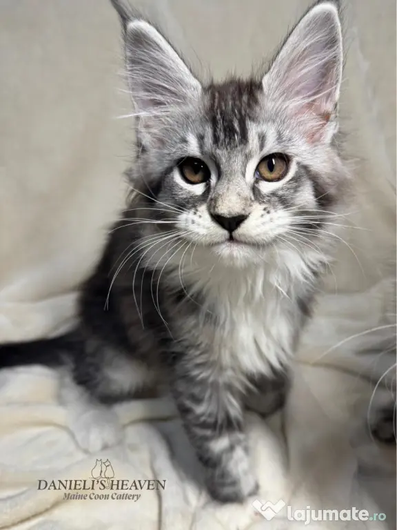 Maine Coon cu Pedigree