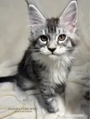 Maine Coon cu Pedigree 