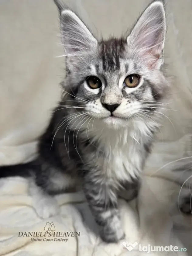 Maine Coon cu Pedigree