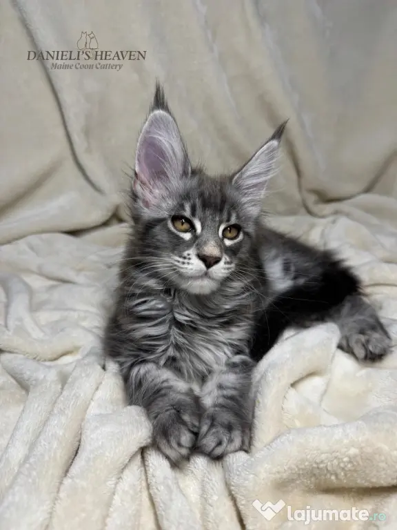 Maine Coon cu Pedigree