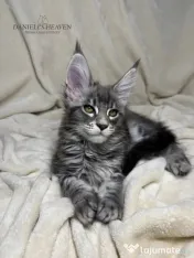 Maine Coon cu Pedigree 