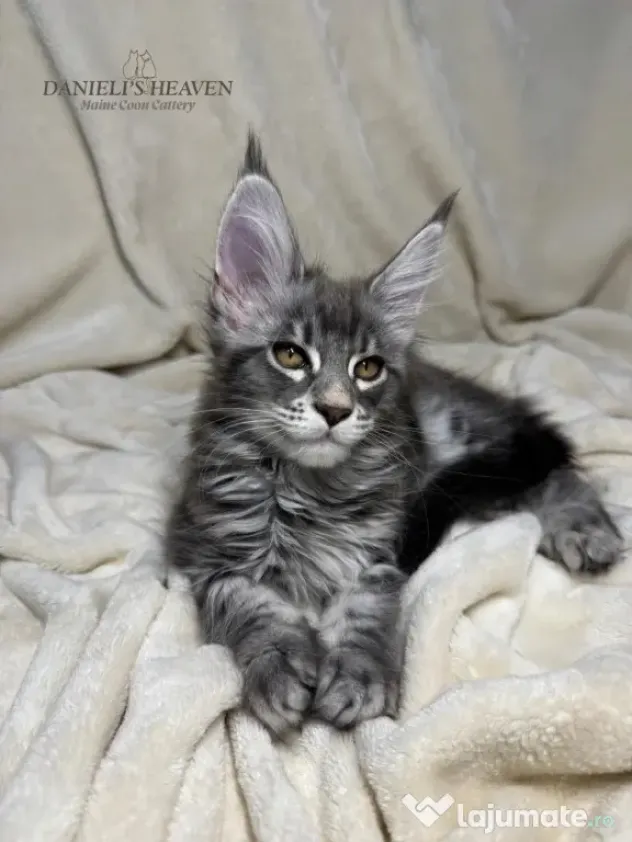 Maine Coon cu Pedigree