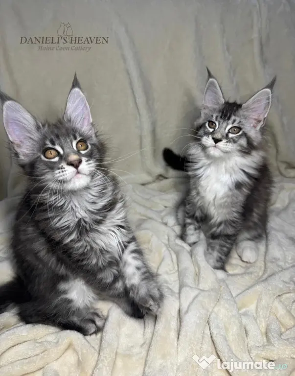 Maine Coon cu Pedigree