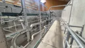 Ferma noua, moderna si complet utilata, de bovine de inchiri 