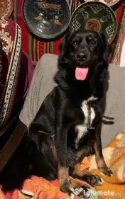 Catelusa metis talie medie 