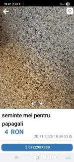 Seminte mei pentru papagali