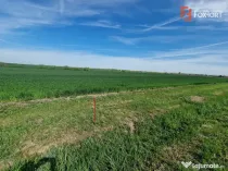 Teren extravilan de 9500 mp de vanzare in Remetea Mare