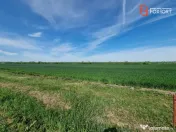 Teren extravilan de 9500 mp de vanzare in Remetea Mare 
