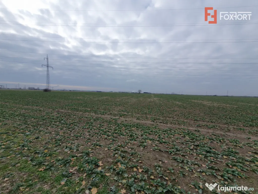 Teren extravilan pretabil constructii industriale - zona Cal - Timisoara (Timis)