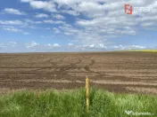 Teren Agricol | Opurtunitate investitie | Sananadrei - ID V7 