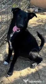 Metis ciobanesc belgian pui adoptie