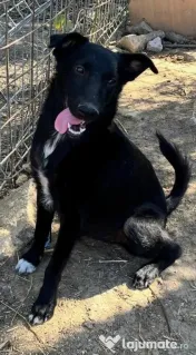 Metis ciobanesc belgian pui adoptie 