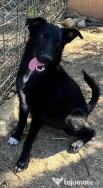 Metis ciobanesc belgian pui adoptie