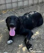 Metis ciobanesc belgian pui adoptie 