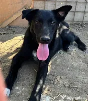 Metis ciobanesc belgian pui adoptie 