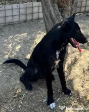 Metis ciobanesc belgian pui adoptie 