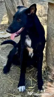 Metis ciobanesc belgian pui adoptie 