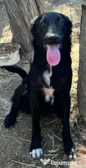 Metis ciobanesc belgian pui adoptie 