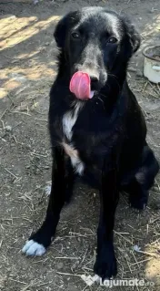 Metis ciobanesc belgian pui adoptie 