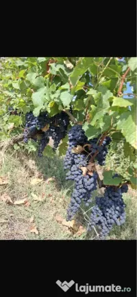 Struguri Merlot vin 