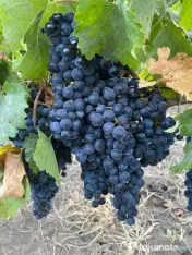 Struguri Merlot vin 